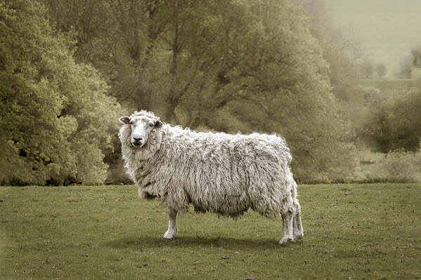 Photograph Adam Regan Romney Ewe on One Eyeland
