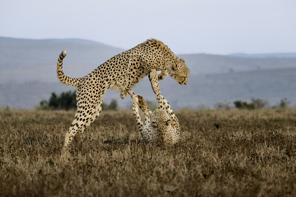 Photograph Jeff Grabert Playful Cheetahs on One Eyeland