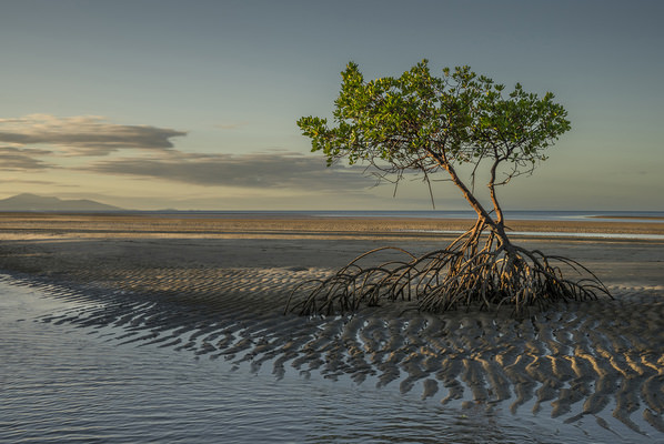 Photograph Steve Turner Mangrove Trees Queensland on One Eyeland