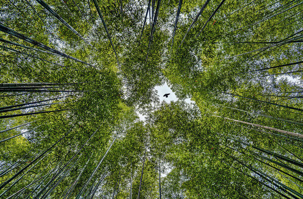 Photograph Gary E Karcz Bamboo on One Eyeland