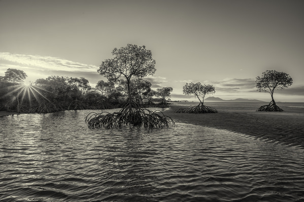 Photograph Steve Turner Mangrove Trees on One Eyeland