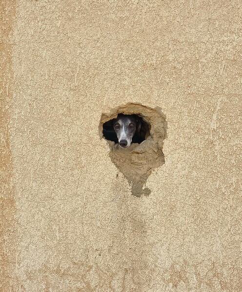 Photograph Nandita George Ts Just A Dog In The Wall on One Eyeland