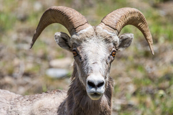 Photograph Arianna Grainey Ram on One Eyeland