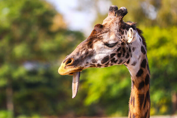 Photograph Arianna Grainey Giraffe on One Eyeland