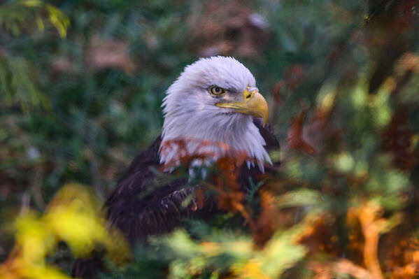 Photograph Arianna Grainey Zoo on One Eyeland