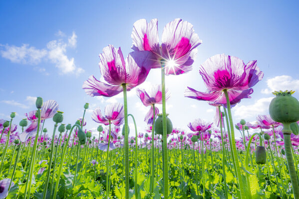 Photograph Markus Heimbach Flowers on One Eyeland