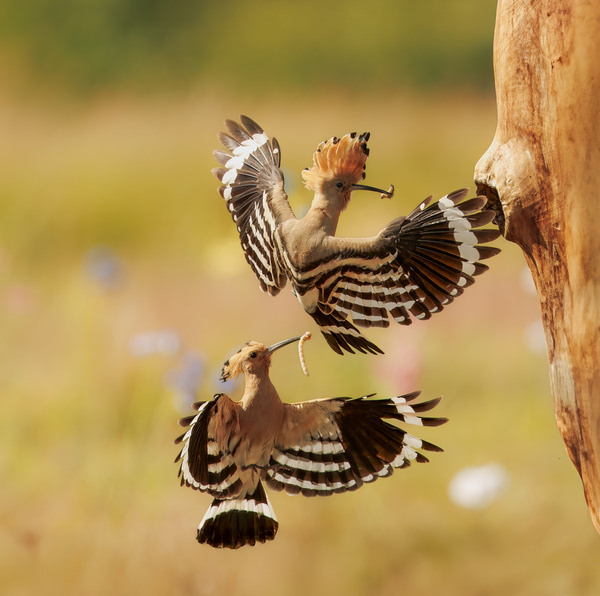 Photograph Lukas Kott Eurasian Hoopoe on One Eyeland