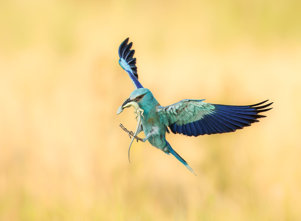Photograph Lukas Kott European Roller With Food on One Eyeland