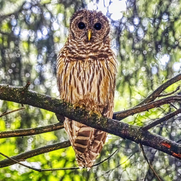 Photograph Larry Hamill Wet Bared Owl on One Eyeland