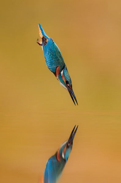 Photograph Lukas Kott Kingfisher on One Eyeland