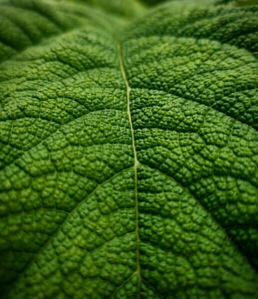 Photograph Ingrida Kuznecova The Beauty Of Leaves on One Eyeland