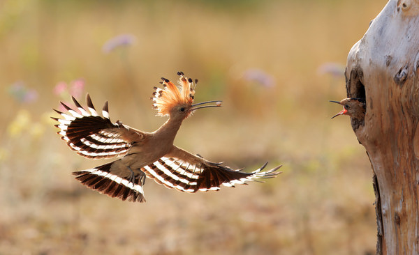 Photograph Lukas Kott Eurasian Hoopoe on One Eyeland