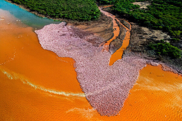 Photograph Alexandre Bes Pink Africa on One Eyeland
