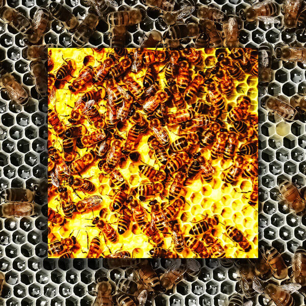 Photograph Larry Hamill Bees on One Eyeland
