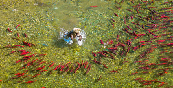 Photograph Benny Chung Brown Bear Catching Red Sockeye Salmon on One Eyeland