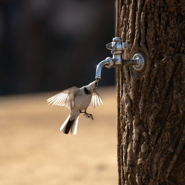 Photograph Makoto Yamada Wisdom To Survive on One Eyeland