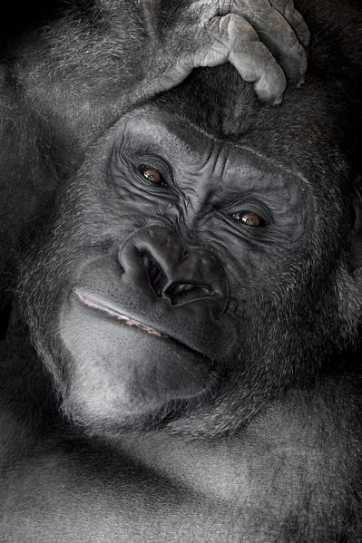 Photograph Jeff Grabert Gorilla on One Eyeland