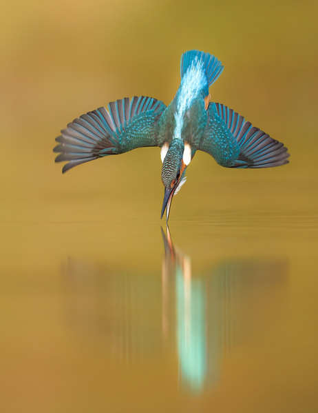 Photograph Lukas Kott Kingfisher Par Excellence on One Eyeland
