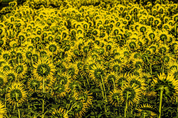 Photograph Mel Yukiina Sunflower Carpet on One Eyeland