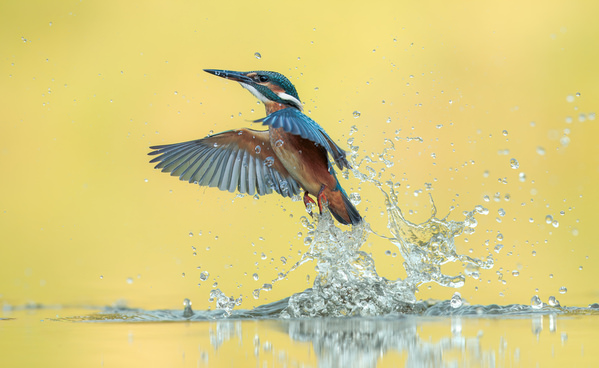 Photograph Lukas Kott Common Kingfisher on One Eyeland