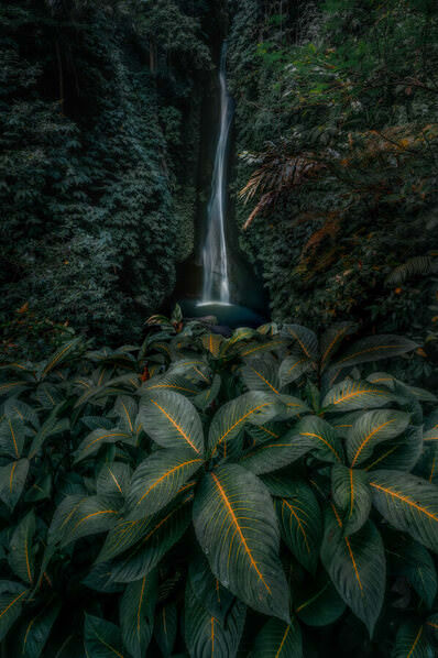 Photograph Ryuhei Suguri Into The Deep Forest on One Eyeland