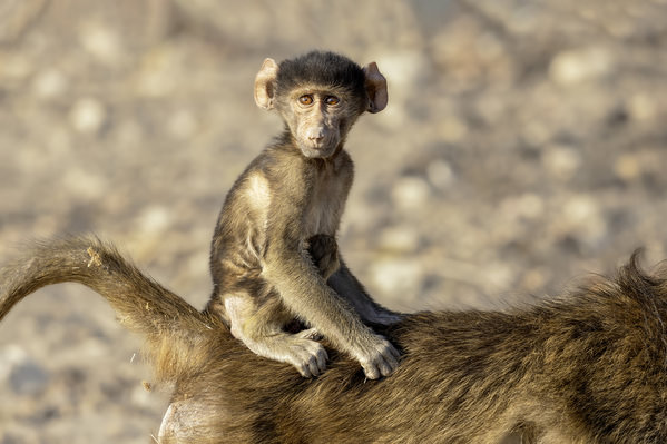 Photograph Jeff Grabert Hitching A Ride on One Eyeland