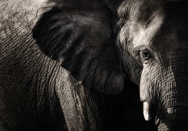 Photograph Eugenia Kyriakopoulou Elephant on One Eyeland