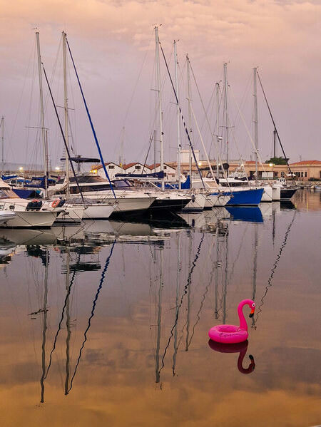 Photograph Barbara Sajnog Flamingo on One Eyeland