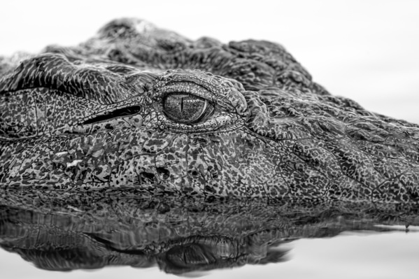 Photograph Jeff Grabert Crocodile Reflection on One Eyeland