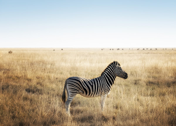 Photograph Eugenia Kyriakopoulou Zebra Ii on One Eyeland