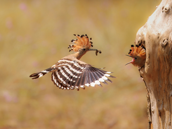 Photograph Lukas Kott Eurasian Hoopoe on One Eyeland