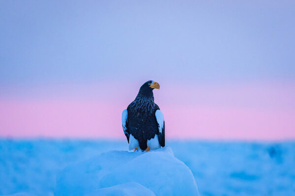 Photograph Go Nagai Eagle At Dawn on One Eyeland