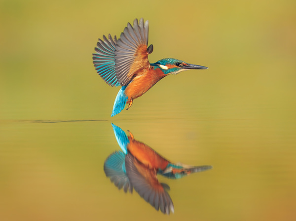Photograph Lukas Kott Common Kingfisher on One Eyeland