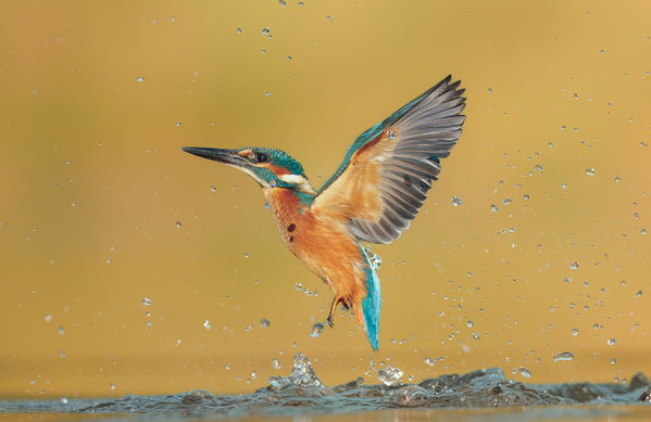 Photograph Lukas Kott Common Kingfisher on One Eyeland