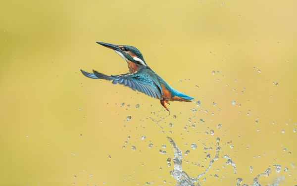 Photograph Lukas Kott Common Kingfisher on One Eyeland