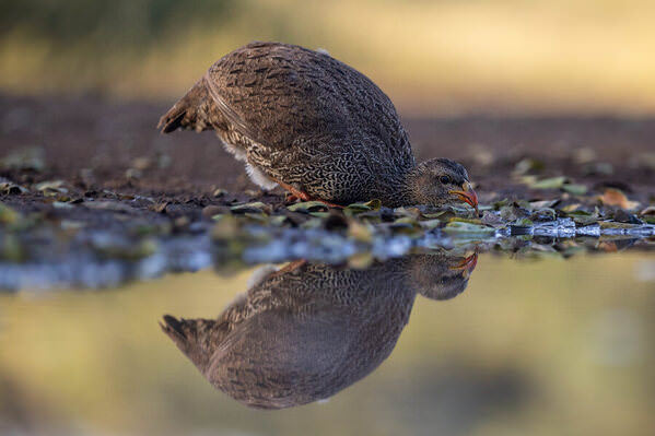 Photograph Andy Pollard Crested Francolin Reflection on One Eyeland
