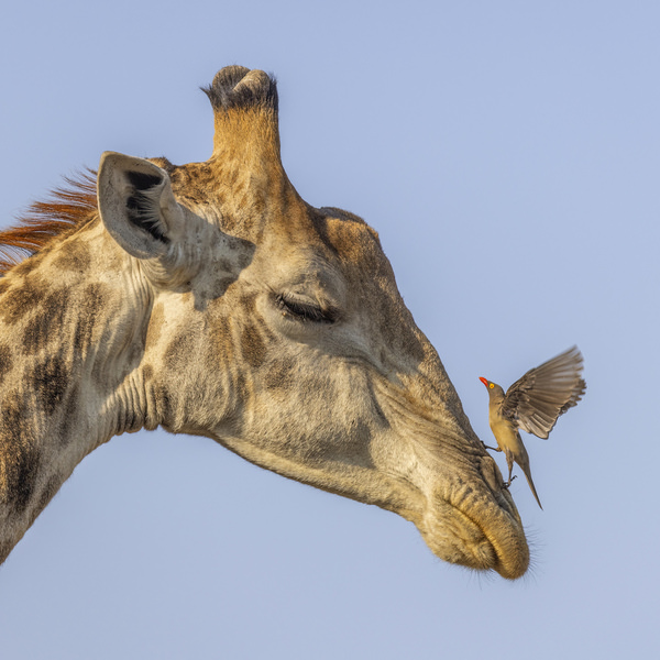 Photograph Jeff Grabert Giraffe And Oxpecker on One Eyeland
