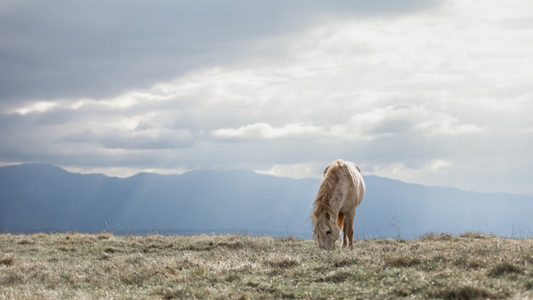 Photograph Fabienne Gassmann Wild At Heart on One Eyeland