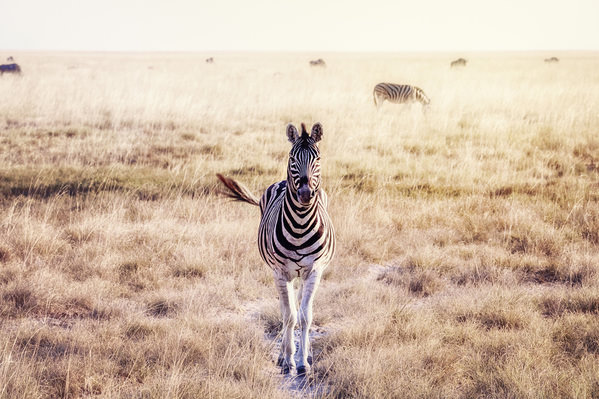 Photograph Eugenia Kyriakopoulou Friendly Zebra on One Eyeland