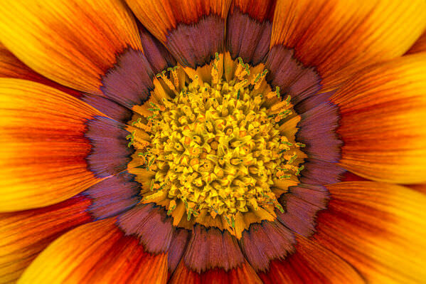 Photograph Luca Menotti Gazania 1 on One Eyeland