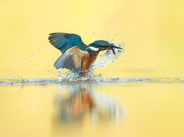 Photograph Lukas Kott Common Kingfisher on One Eyeland