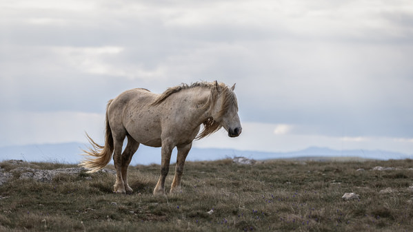 Photograph Fabienne Gassmann Wild At Heart on One Eyeland