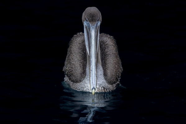 Photograph Andy Pollard Low Key Brown Pelican Front on One Eyeland