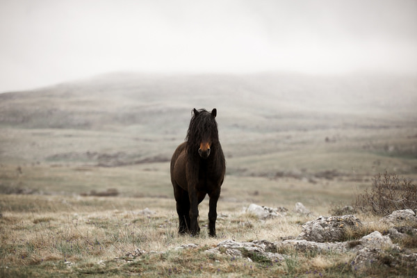 Photograph Fabienne Gassmann Wild At Heart on One Eyeland