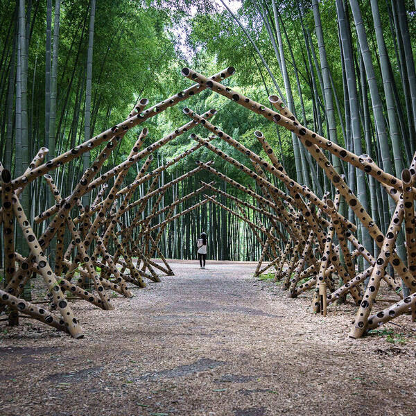Photograph Makoto Yamada Bamboo Magic on One Eyeland