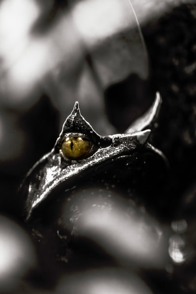 Photograph Mel Yukiina Handsome Frog on One Eyeland