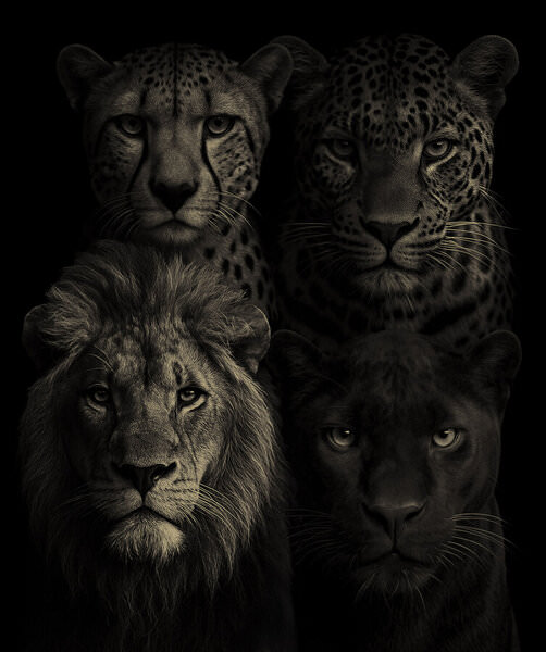 Photograph Steve Turner Cats on One Eyeland
