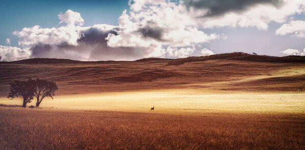 Photograph Eugenia Kyriakopoulou Oryx In The Light on One Eyeland