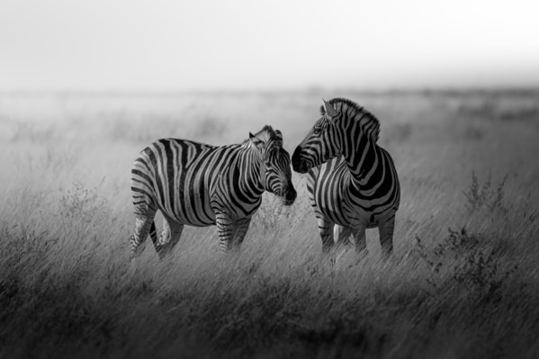 Photograph Tomoaki Katsuba I Tell You A Little Secret on One Eyeland
