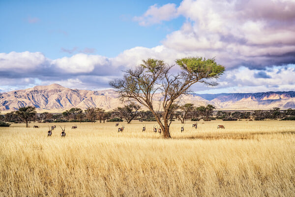 Photograph Eugenia Kyriakopoulou Herd Of Oryx on One Eyeland